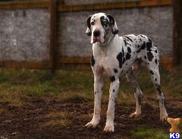 Stud Dogs - Great Dane